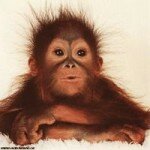 théorème du singe