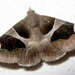 développer sa créativité, mite