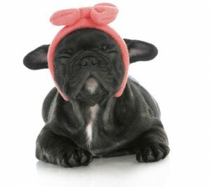 club affiliation pro, éduquer son chien